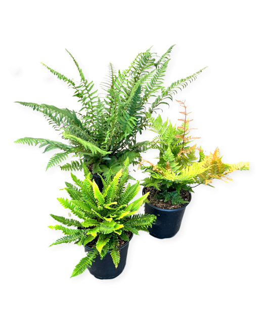 A SPECIAL - 3 Assorted Fall Ferns (1 Gallon)