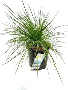 Grass - Festuca glauca 'Pepindale Blue' (1 Gallon)