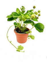 Load image into Gallery viewer, Fruit - Fragaria ananassa &#39;Cupido Strawberry&#39; (6 Inch)
