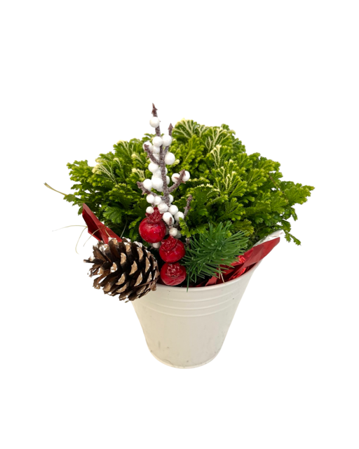 Christmas - Frosty Fern (5 Inch Tin)