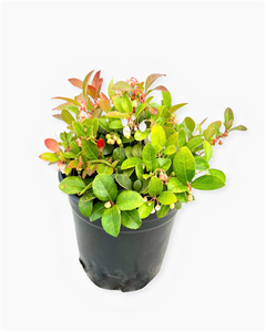 Ground Cover - Gaultheria procumbens 'Wintergreen' (1 Gallon)