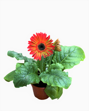Load image into Gallery viewer, Annual - Gerbera Floriline &#39;Midi Assorted&#39; (4 Inch Round)
