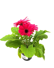 Load image into Gallery viewer, Annual - Gerbera Floriline &#39;Midi Assorted&#39; (4 Inch Round)
