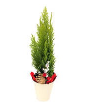 Load image into Gallery viewer, Christmas - Golden Euro Cypress (5 Inch Tin)
