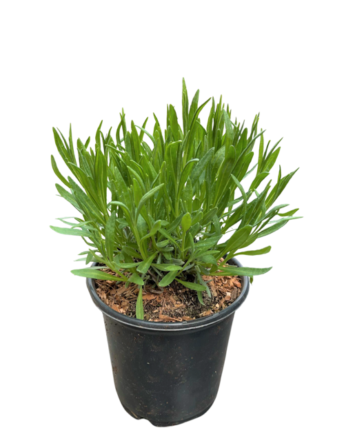 Ornamental Herb - Lavandula intermedia 'Grosso Lavender' (1 Gallon)