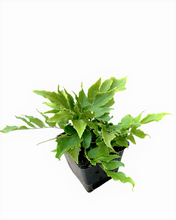 Load image into Gallery viewer, Fern - Cyrtomium fortunei &#39;Hardy Holly Fern&#39; (4 Inch)
