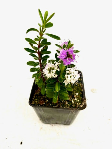 Shrub - Hebe buxifolia 'Patty's Purple' (4 Inch) Product vendor