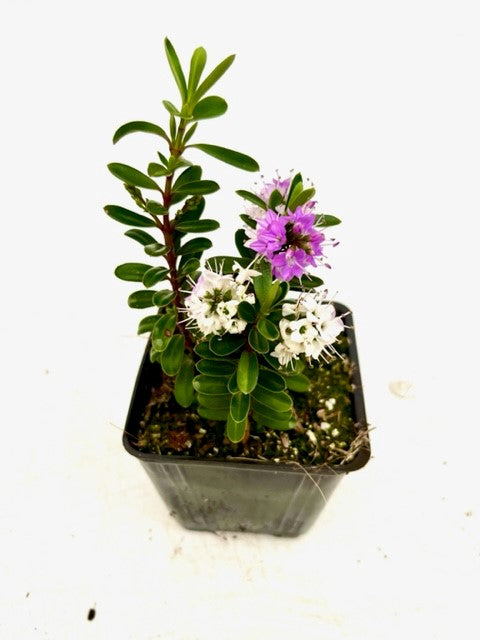 Shrub - Hebe buxifolia 'Patty's Purple' (4 Inch)