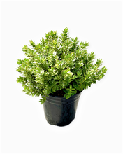 Load image into Gallery viewer, Shrub - Hebe albicans &#39;Red Edge&#39; (1 Gallon)
