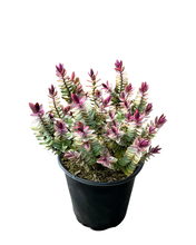 Load image into Gallery viewer, Shrub - Hebe albicans &#39;Red Edge&#39; (1 Gallon)
