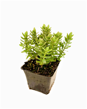 Load image into Gallery viewer, Shrub - Hebe albicans 'Red Edge' (4 Inch) Product vendor
