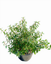 Load image into Gallery viewer, Shrub - Helianthemum nummularium &#39;Rock Rose Ben Ledi&#39; (1 Gallon)
