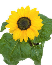 Load image into Gallery viewer, Annual - Helianthus &#39;Suntastic Yellow Black Eye&#39; (6 inch)
