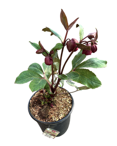 Shrub - Helleborus × ericsmithii 'Anna's Red Frostkiss' (2 Gallon) Product vendor