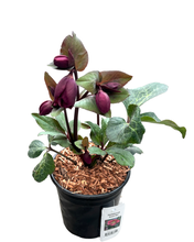 Load image into Gallery viewer, Shrub - Helleborus × ericsmithii &#39;Anna&#39;s Red Frostkiss&#39; (2 Gallon) Product vendor
