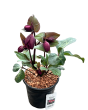 Load image into Gallery viewer, Shrub - Helleborus × ericsmithii &#39;Anna&#39;s Red Frostkiss&#39; (2 Gallon)
