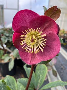 Shrub - Helleborus × ericsmithii 'Anna's Red Frostkiss' (2 Gallon) Product vendor
