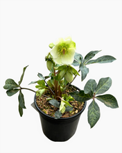 Load image into Gallery viewer, Shrub - Helleborus × ericsmithii &#39;Molly&#39;s White Frostkiss&#39; (2 Gallon)
