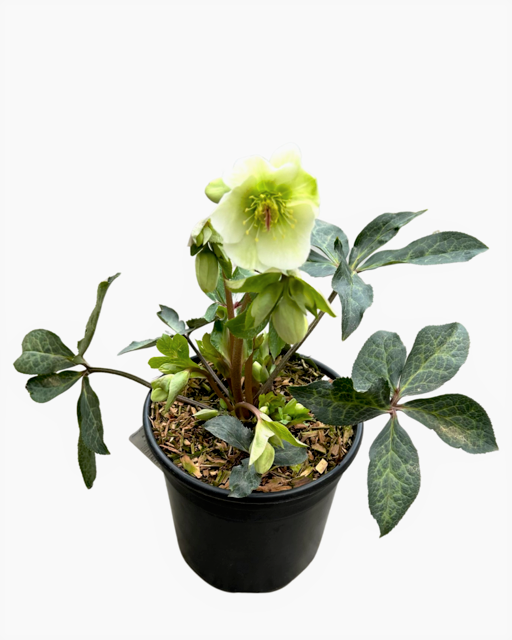 Shrub - Helleborus × ericsmithii 'Molly's White Frostkiss' (2 Gallon) Product vendor