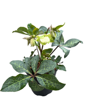 Load image into Gallery viewer, Shrub - Helleborus × ericsmithii &#39;Molly&#39;s White Frostkiss&#39; (2 Gallon)
