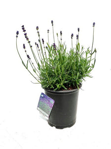 Ornamental Herb - Lavandula angustifolia 'Hidcote Blue Lavender' (1 Gallon)