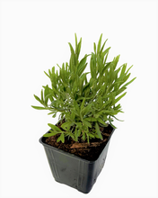 Load image into Gallery viewer, Ornamental Herb - Lavandula angustifolia &#39;Munstead Lavender&#39; (4 Inch)
