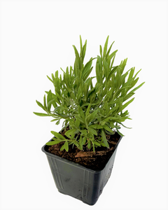 Ornamental Herb - Lavandula angustifolia 'Munstead Lavender' (4 Inch)
