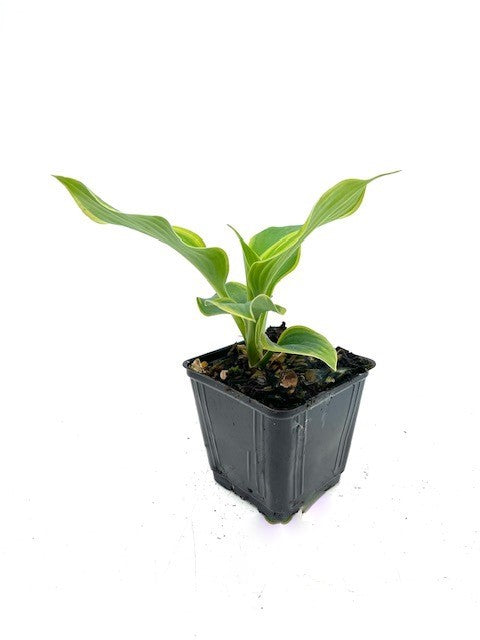 Perennial - Hosta 'Earth Angel' (4 Inch) Product vendor