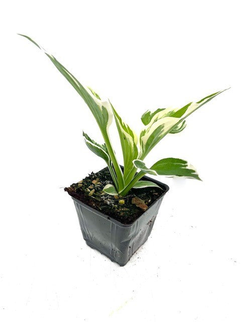 Perennial - Hosta fortunei 'Patriot' (4 Inch)