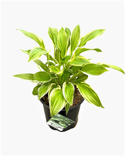 Perennial - Hosta 'So Sweet' (1 Gallon) Product vendor