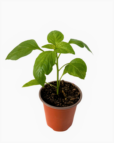 Vegetable - Capsicum 'Hungarian Hot Wax - Hot Pepper' (3.5 Inch) Product vendor