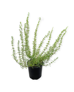 Ornamental Herb - Rosmarinus officinalis 'Huntington Carpet' (1 Gallon) Product vendor