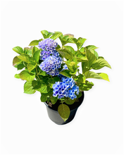 Load image into Gallery viewer, Shrub - Hydrangea macrophylla &#39;Early Blue’ (2 gallon)
