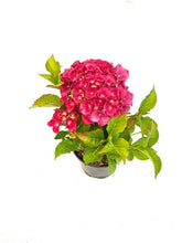 Load image into Gallery viewer, Shrub - Hydrangea macrophylla 'Hi Fire' (1 Gallon) Product vendor
