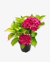 Load image into Gallery viewer, Shrub - Hydrangea macrophylla 'Hi Fire' (1 Gallon) Product vendor
