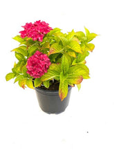 Load image into Gallery viewer, Shrub - Hydrangea macrophylla &#39;Red Beauty&#39; (2 Gallon)
