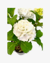Load image into Gallery viewer, Shrub - Hydrangea macrophylla ‘White Spirit’ (1 Gallon)
