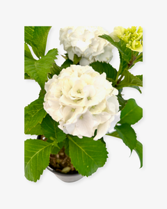 Shrub - Hydrangea macrophylla ‘White Spirit’ (1 Gallon)