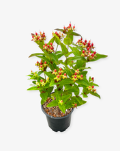 Load image into Gallery viewer, Shrub - Hypericum androsaemum 'Seifire Red Ignite St. John's Wort' (1 Gallon) Product vendor
