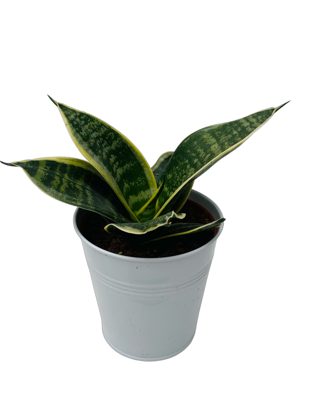 Tropical - Sansevieria trifasciata ‘Hahnii Marginata Snake Plant'