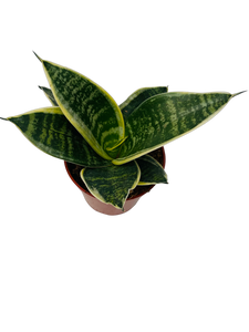 Tropical - Sansevieria trifasciata ‘Hahnii Marginata Snake Plant'