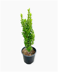 Shrub - Ilex crenata 'Upright Holly' (1 Gallon)