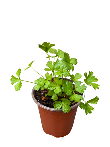 Herb - Petroselinum crispum 'Italian Dark Single Parsley (3.5 Inch) Product vendor