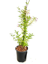 Load image into Gallery viewer, Staked/Vines - Jasminum × stephanense 'Stephan Jasmine' (1 Gallon) Product vendor
