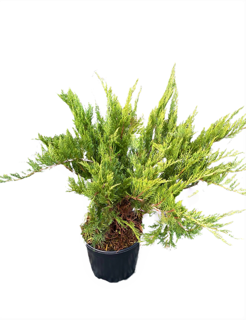 Shrub - Juniperus sabina 'Tam Juniper' (2 Gallon)