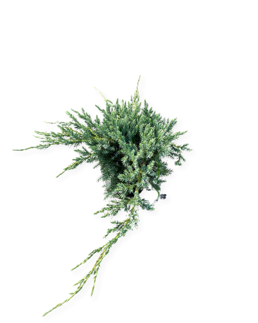 Shrub - Juniperus squamata 'Blue Carpet Juniper' (1 Gallon)
