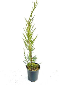 Shrub - Juniperus virginiana 'Skyrocket Juniper' (1 Gallon)