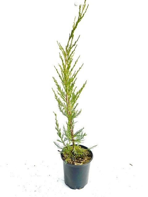 Shrub - Juniperus virginiana 'Skyrocket Juniper' (1 Gallon)