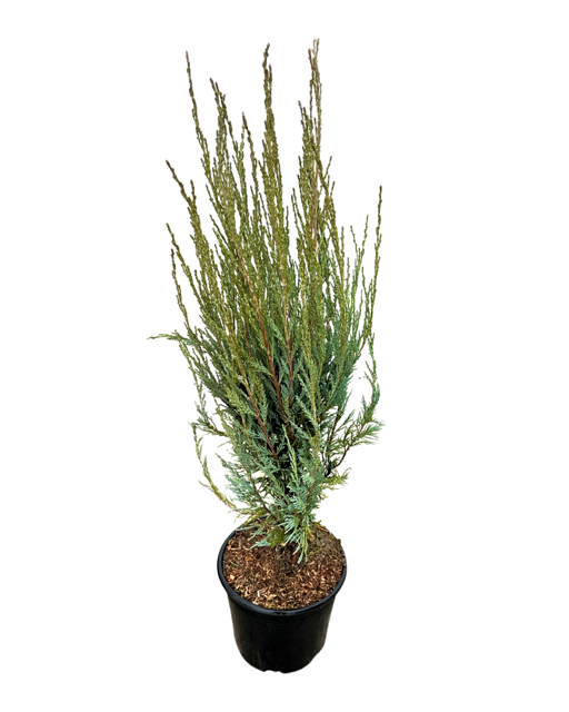 Shrub - Juniperus virginiana 'Skyrocket Juniper' (3 Gallon)