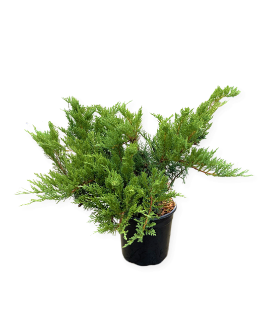 Shrub - Juniperus sabina 'Tam Juniper' (1 Gallon)
